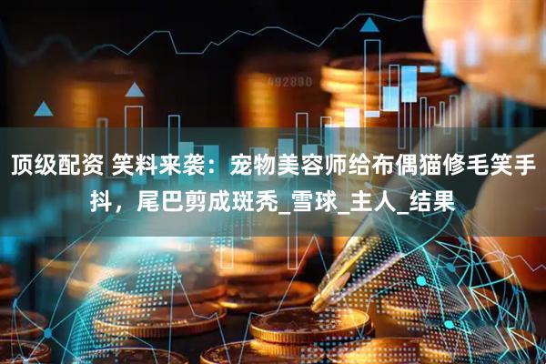 顶级配资 笑料来袭：宠物美容师给布偶猫修毛笑手抖，尾巴剪成斑秃_雪球_主人_结果