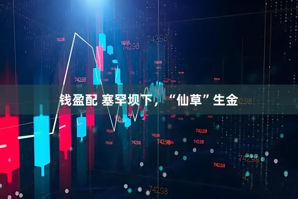 钱盈配 塞罕坝下，“仙草”生金